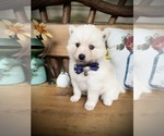 Small #2 Pomsky