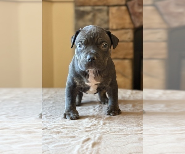 Medium Photo #2 American Bully Puppy For Sale in ORANGEBURG, SC, USA