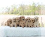 Small #2 Golden Retriever
