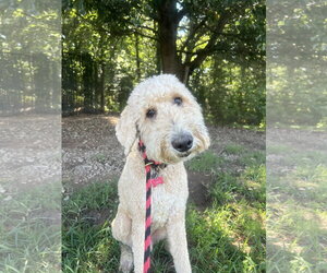 Poodle (Standard) Dogs for adoption in Pacolet, SC, USA