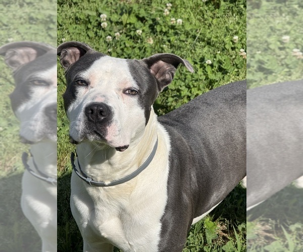 Medium Photo #1 American Pit Bull Terrier Puppy For Sale in NEW PORT RICHEY, FL, USA