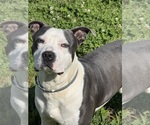 Zeus - Male American Pit Bull Terrier Dog for Adoption - Small photo