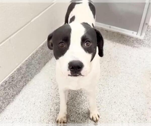 Medium Photo #4 Mutt Puppy For Sale in Houston, TX, USA