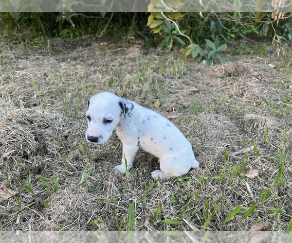 Medium Photo #8 Dalmatian Puppy For Sale in MERRITT IS, FL, USA