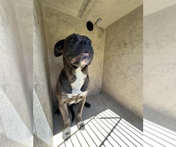 Medium Photo #1 Mutt Puppy For Sale in Oklahoma City, OK, USA