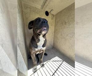 Mutt Dogs for adoption in Oklahoma City, OK, USA