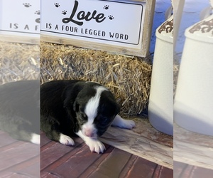 Miniature American Shepherd Puppy for sale in EVANS, CO, USA