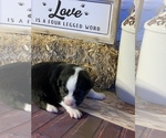 Small Photo #1 Miniature American Shepherd Puppy For Sale in EVANS, CO, USA