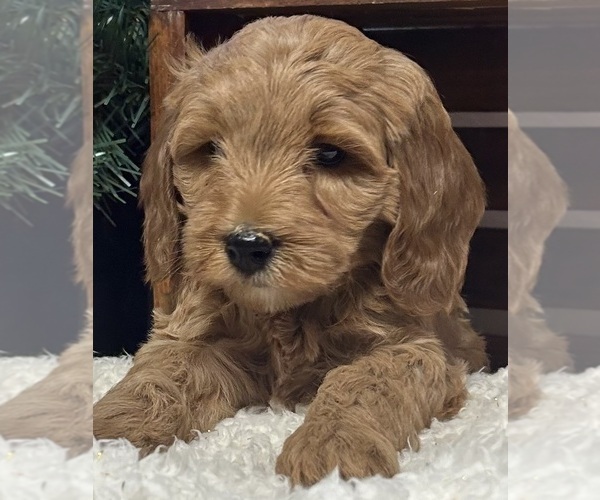 Medium Photo #1 Goldendoodle (Miniature) Puppy For Sale in HULL, IA, USA