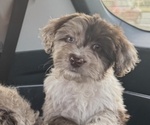 Puppy Princess F2 Aussiedoodle