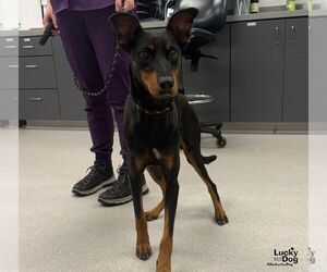 Doberman Pinscher-Unknown Mix Dogs for adoption in Washington, DC, USA