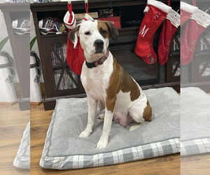 Mutt Dogs for adoption in Duluth, MN, USA