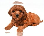 Small #35 Goldendoodle mix (+ Poodle Miniature)