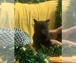 Small Photo #1 German Shepherd Dog Puppy For Sale in STATESBORO, GA, USA