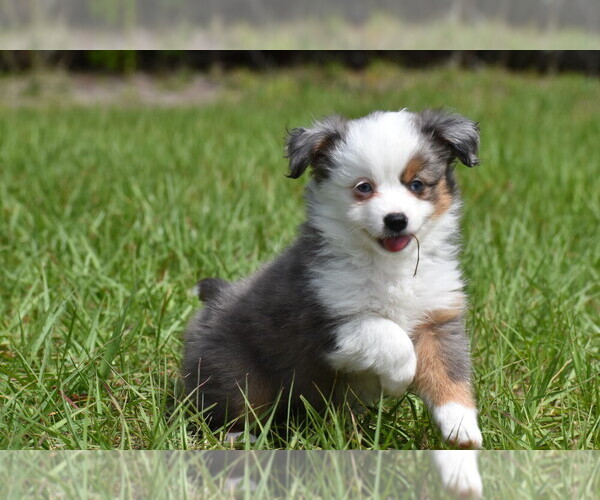 Medium Photo #1 Miniature Australian Shepherd Puppy For Sale in PALM COAST, FL, USA