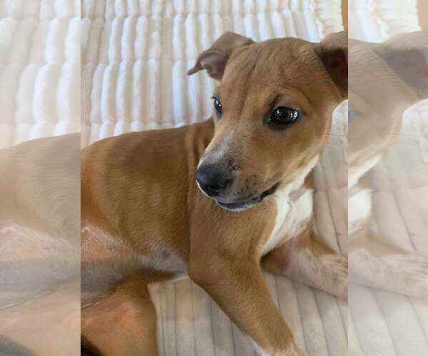 Medium Photo #10 Mutt Puppy For Sale in pomfret, CT, USA