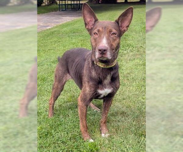 Medium Photo #1 Australian Kelpie-Unknown Mix Puppy For Sale in Akron, OH, USA