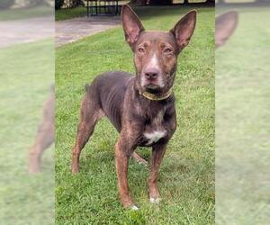 Australian Kelpie-Unknown Mix Dogs for adoption in Akron, OH, USA