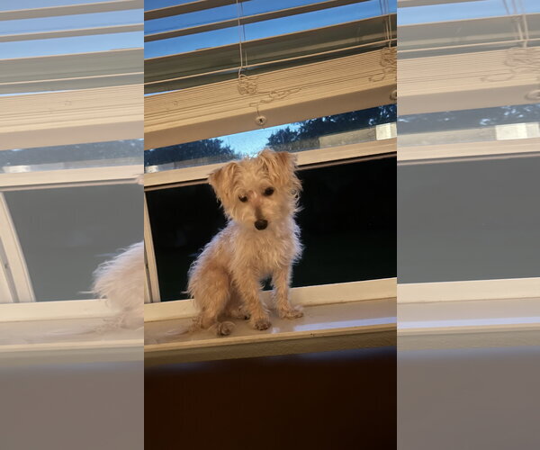 Medium Photo #6 Maltese-Unknown Mix Puppy For Sale in Valrico, FL, USA