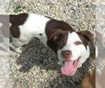 Small #1 American Pit Bull Terrier Mix