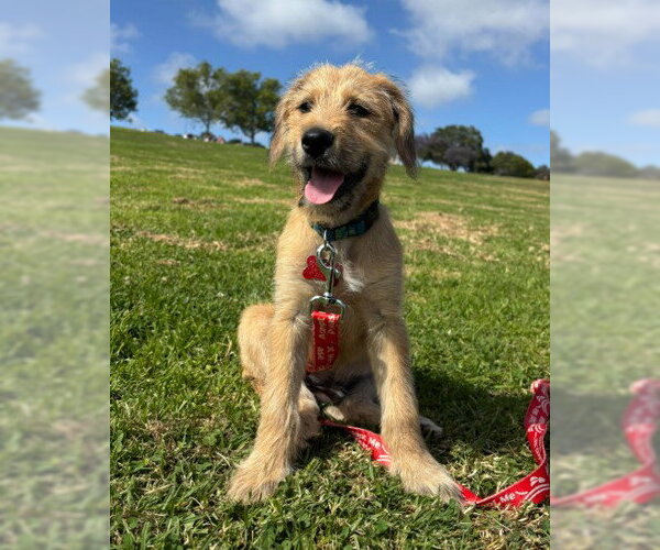 Medium Photo #1 Labrador Retriever-Unknown Mix Puppy For Sale in San Diego, CA, USA