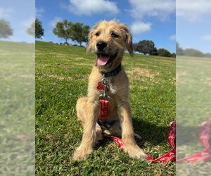 Labrador Retriever-Unknown Mix Dogs for adoption in San Diego, CA, USA