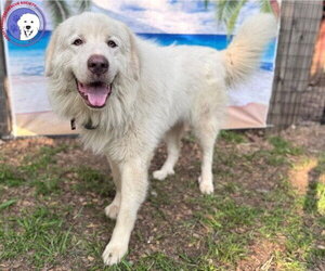 Drake - Male Great Pyrenees Dog for Adoption - Photo #6