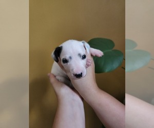 Dalmatian Puppy for sale in HANNIBAL, MO, USA
