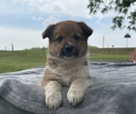 Puppy Puppy 3 female Pembroke Welsh Corgi