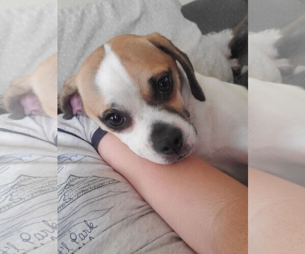 Medium Photo #3 Puggle Puppy For Sale in Temecula, CA, USA