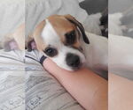 Small #2 Puggle