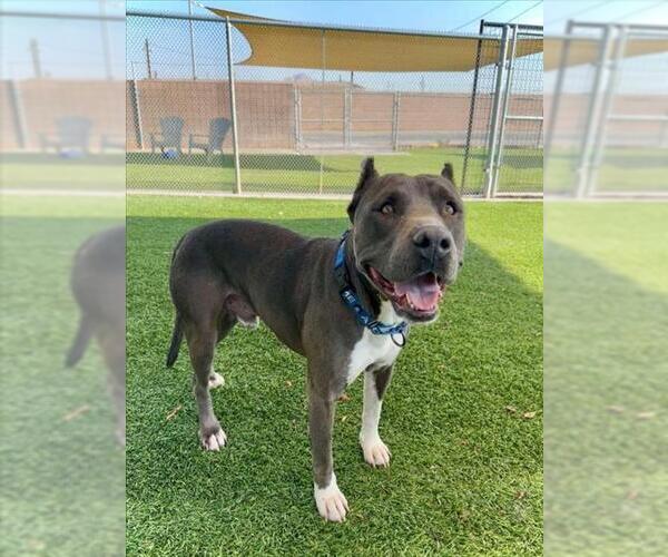 Medium Photo #3 American Pit Bull Terrier Puppy For Sale in Henderson, NV, USA
