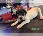 Small Photo #9 Great Dane Puppy For Sale in CLANTON, AL, USA