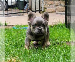 French Bulldog Puppy for sale in NORTH BRANCH, MN, USA