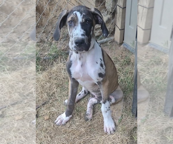 Medium Photo #8 Great Dane Puppy For Sale in CLANTON, AL, USA