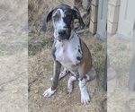 Litter of 12 - Male(s) and Female(s) Great DaneLitter of Puppies for Sale - Photo #8