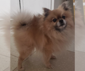Father of the Pomeranian puppies born on 07/13/2026
