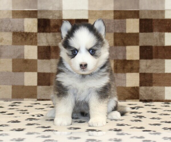 Medium Photo #3 Pomsky Puppy For Sale in DENVER, PA, USA