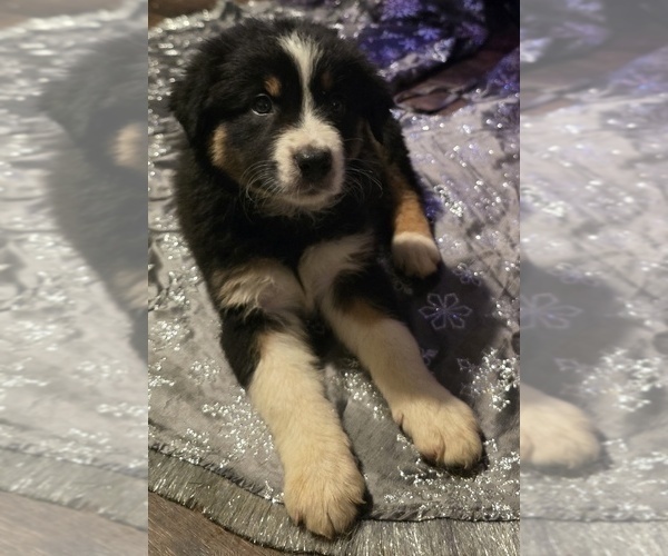 Medium Photo #7 Border-Aussie Puppy For Sale in ROY, UT, USA