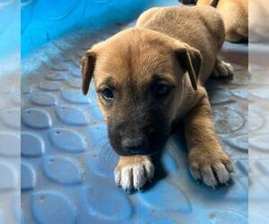 American Pit Bull Terrier-Unknown Mix Dogs for adoption in Conroe, TX, USA