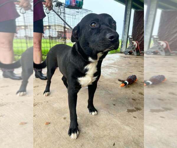 Medium Photo #2 Mutt Puppy For Sale in Abbeville, LA, USA