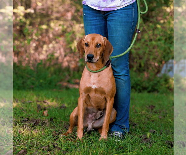Medium Photo #3 Mutt Puppy For Sale in Sparta, TN, USA