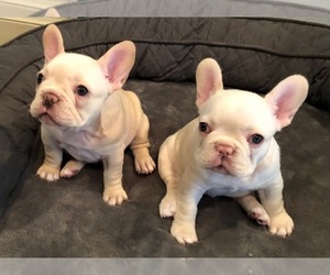 French Bulldog Puppy for sale in TUTTLE, OK, USA