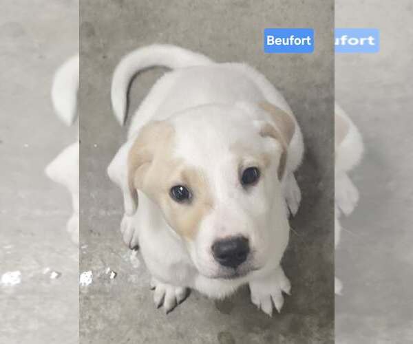 Medium Photo #1 Labrenees Puppy For Sale in Alexander, AR, USA