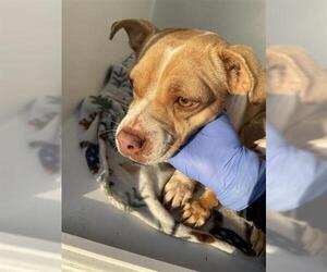 Dachshund Mix Dog for Adoption in Houston, Texas USA