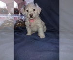 Puppy 3 YorkiePoo