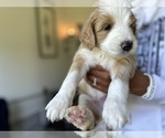 Small Photo #17 F2 Aussiedoodle-Irish Doodle Mix Puppy For Sale in SACRAMENTO, CA, USA