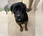 Small Rottweiler