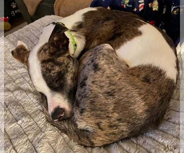 Medium Photo #3 Catahoula Leopard Dog-Unknown Mix Puppy For Sale in New Oxford , PA, USA
