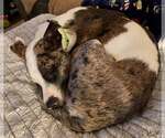 Small #2 Catahoula Leopard Dog Mix